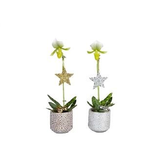 Kambarinis augalas, raibuolė, keraminiame vazonėlyje, skersmuo 9 cm.