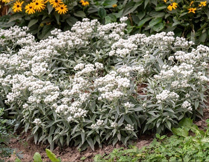 Daugiametė gėlė, šlamainis trigyslis "Silver Wave", vazonas 2 l.