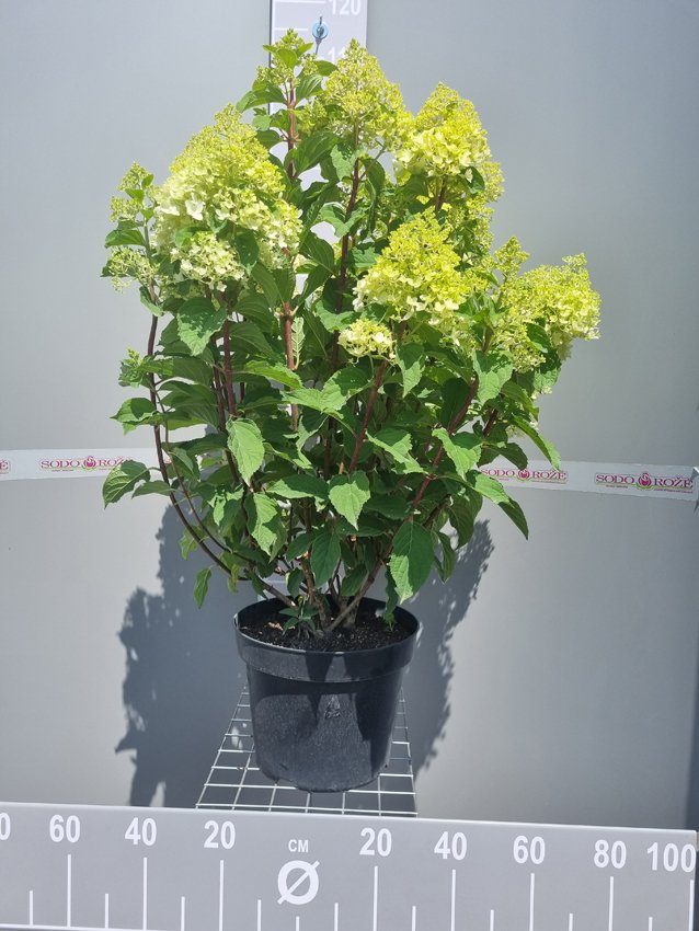 Dekoratyvinis krūmas, hortenzija šluotelinė "Sugar Rush", vazonas 10 l.