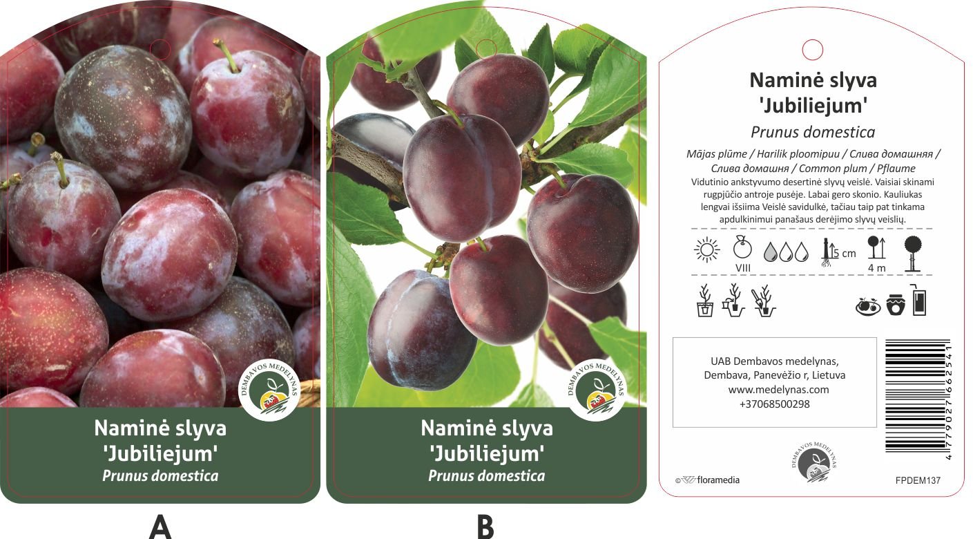 Vaismedis, slyva vasarinė "Jubiliejum"