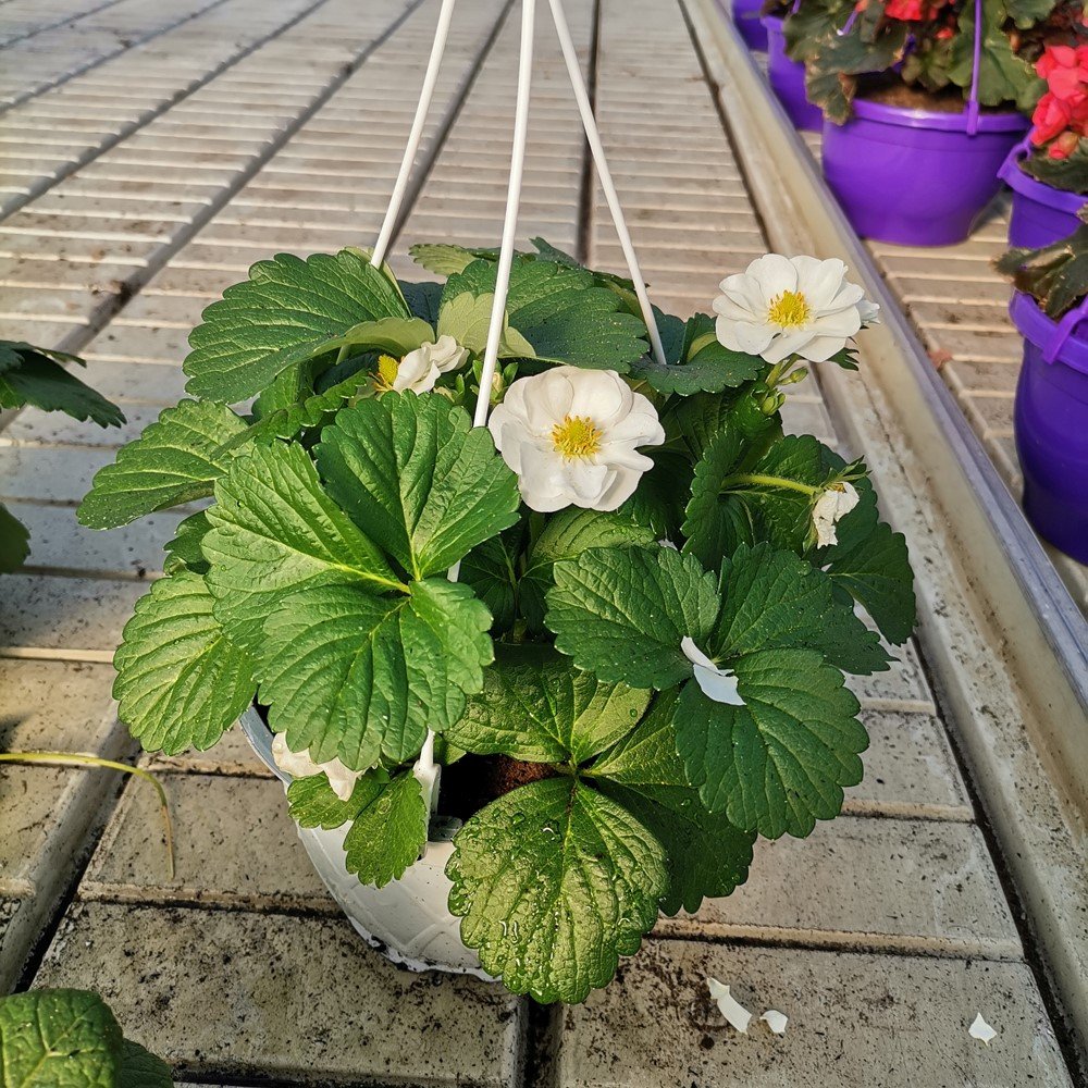 Braškės sodinukas, svyranti braškė, vazonėlio skersmuo 19 cm.