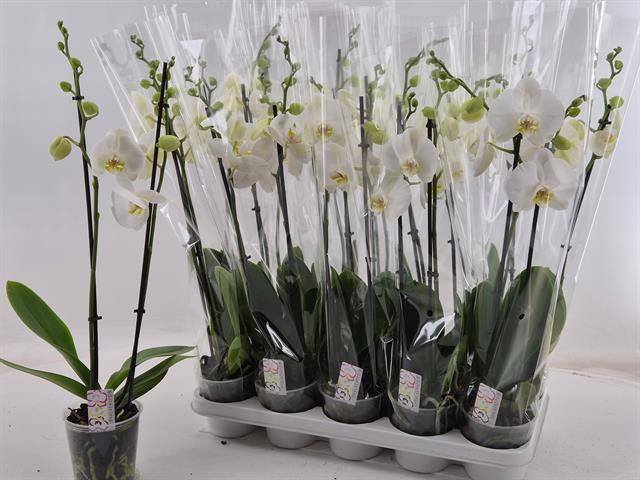 Kambarinis augalas, orchidėja, baltos sp., vazonėlio skersmuo 12 cm.