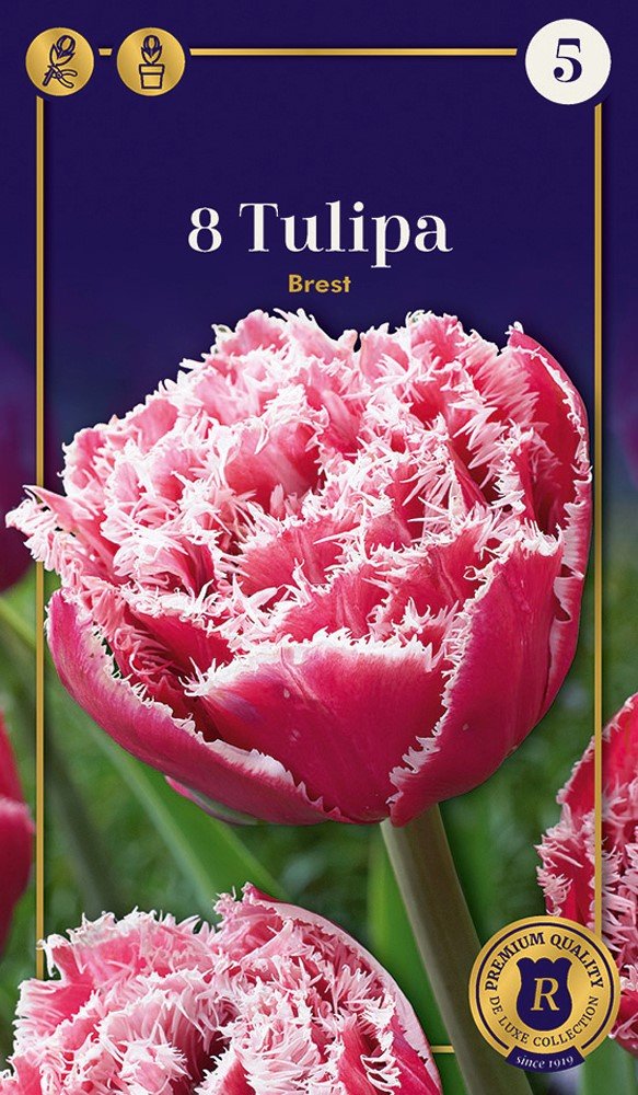 Pilnavidurių šerkšnotųjų tulpių Brest svogūnėliai, 6 vnt., 12/+, Supreme, 618410, (R)