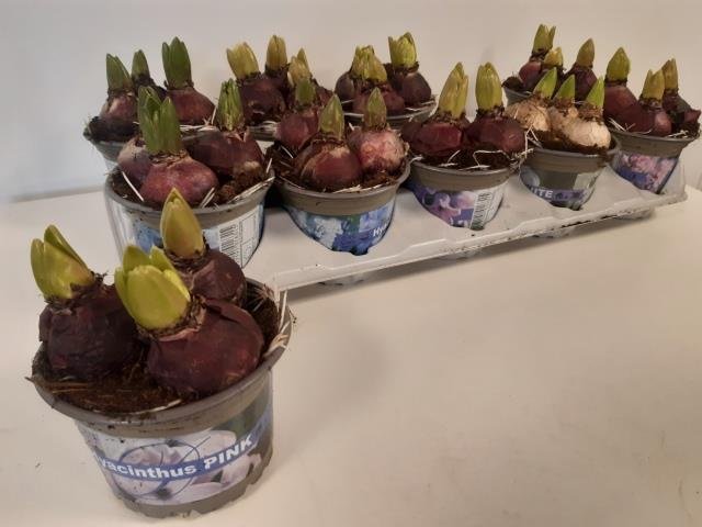 Kambarinis augalas, hiacintas (Hyacinthus), vazonėlio skersmuo 12 cm.