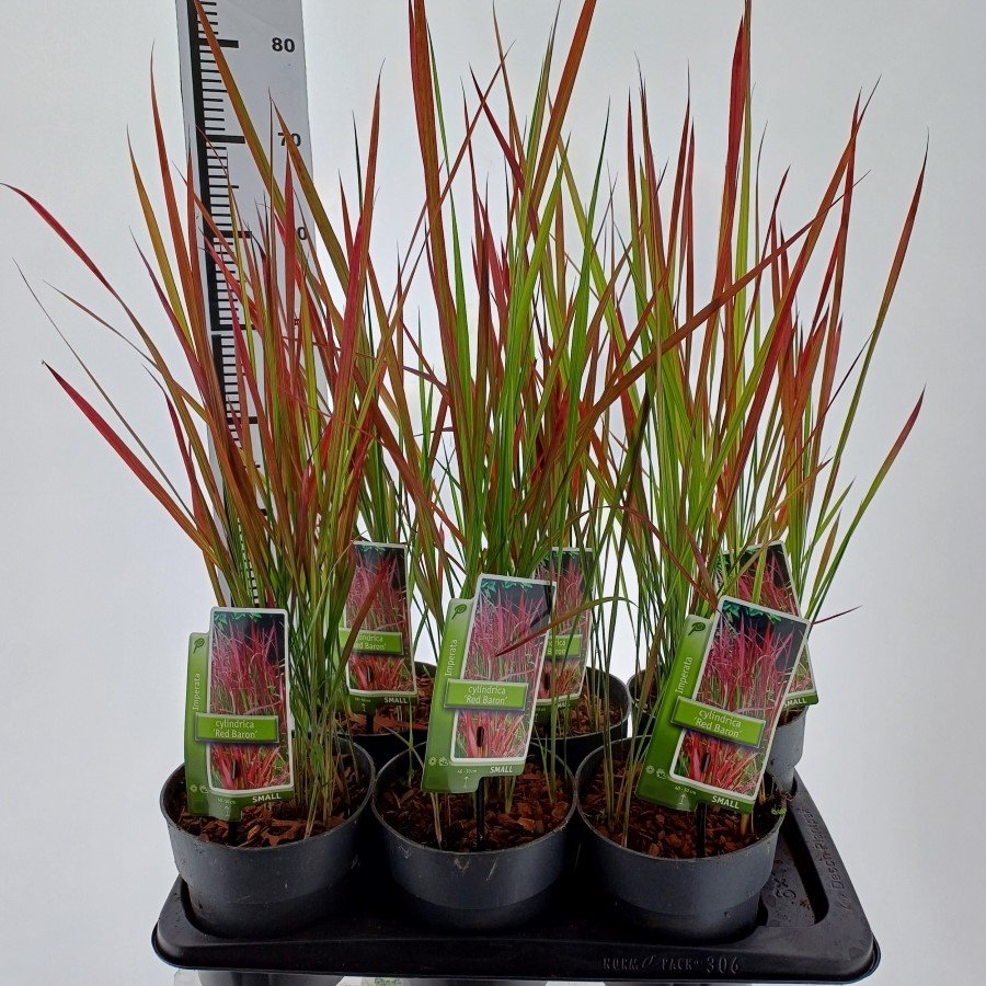 Žolinis augalas, imperata "Red Baron", vazonėlio skersmuo 17 cm.