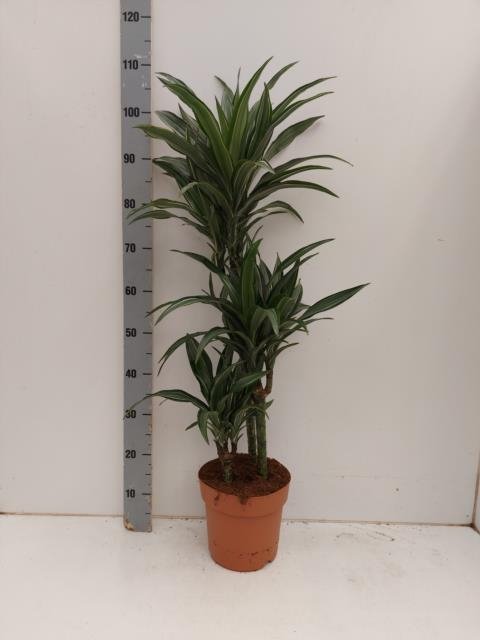 Kambarinis augalas, dracena "De Ulises", vazonėlio skersmuo 21 cm.