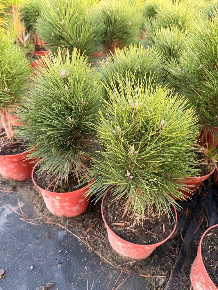 Spygliuotis, pušis "N Klainer Turm", vazonėlio skersmuo 23 cm.