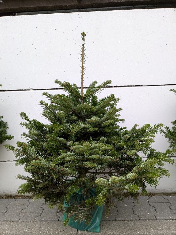 Kaukazinis kėnis (Abies nordmanniana) vazone, aukštis 60 - 80 cm.