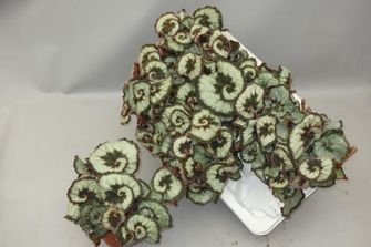 Kambarinis augalas, begonija (lapinė), vazonėlio skersmuo 13 cm.