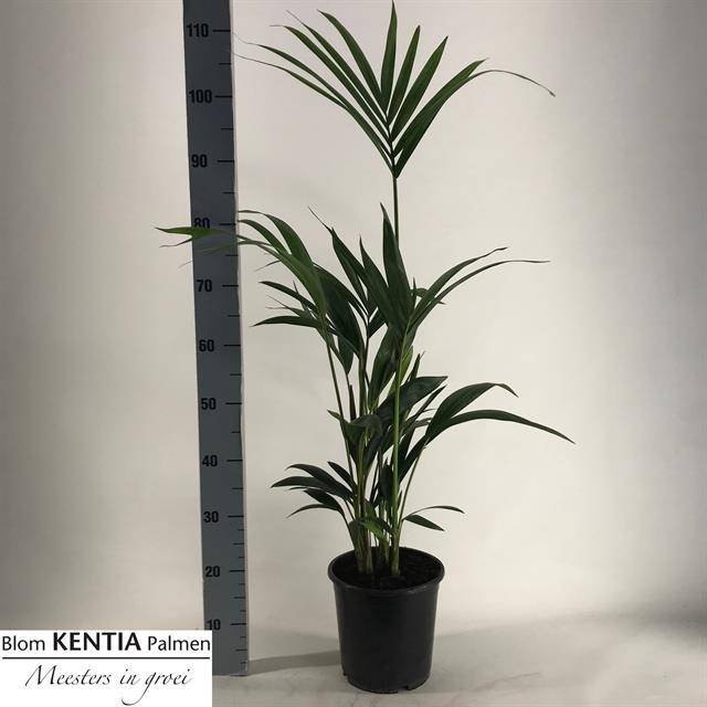 Kambarinis augalas, hovėja forsterio, vazonėlio skersmuo 21 cm.