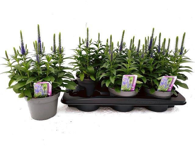 Daugiametė gėlė, veronika, vazono skersmuo 15 cm.