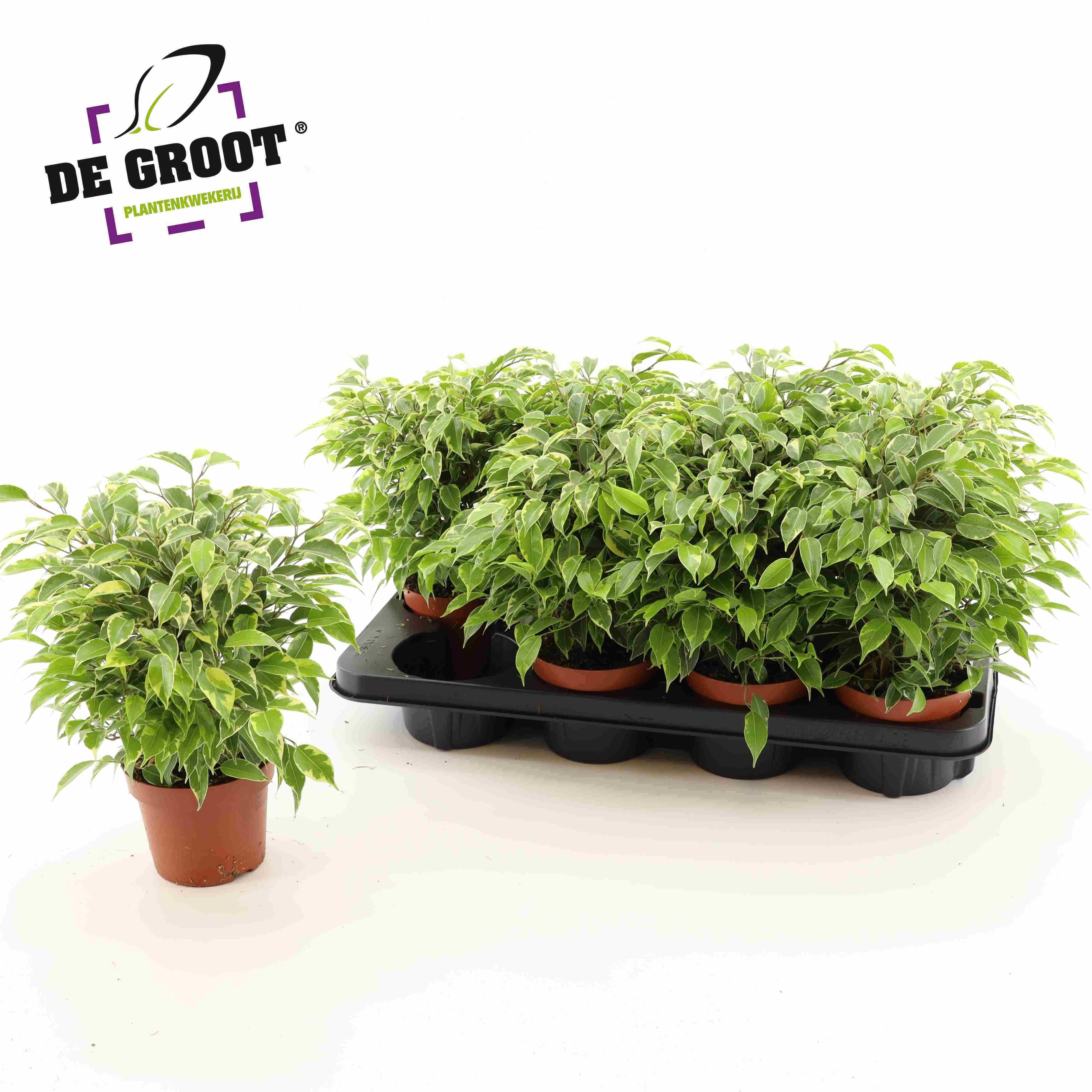 Kambarinis augalas, fikusas "Kinky", vazonėlio skersmuo 12 cm.