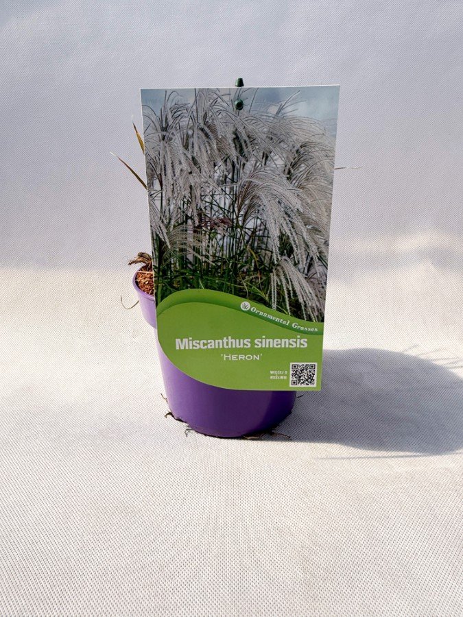 Žolinis augalas, miskantas kininis "Heron", vazonas 2 l.