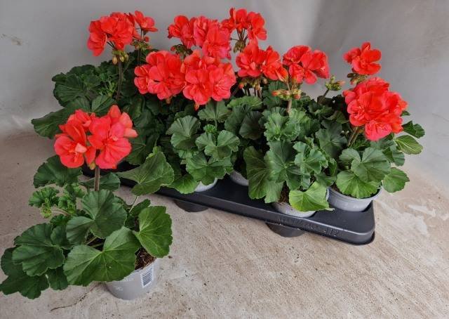 Vienmetė gėlė, pelargonija "Tos Si Lisa", vazonėlio skersmuo 11 cm.
