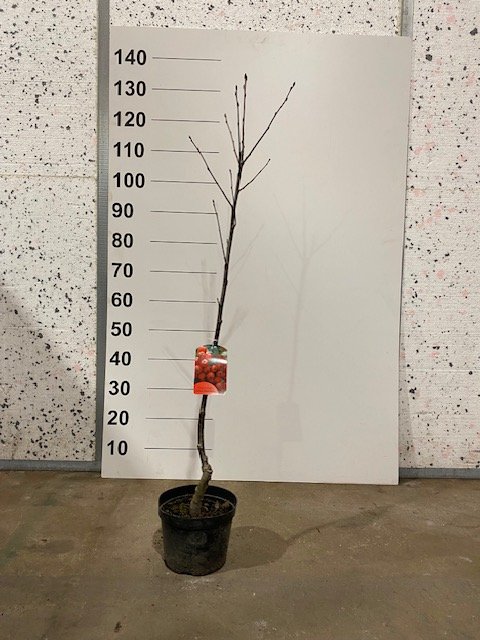 Dekoratyvinis medis, šermukšnis "Intermedia", vazonėlio skersmuo 21 cm.