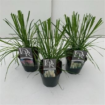 Žolinis augalas, kortaderija, vazono skersmuo 17 cm.