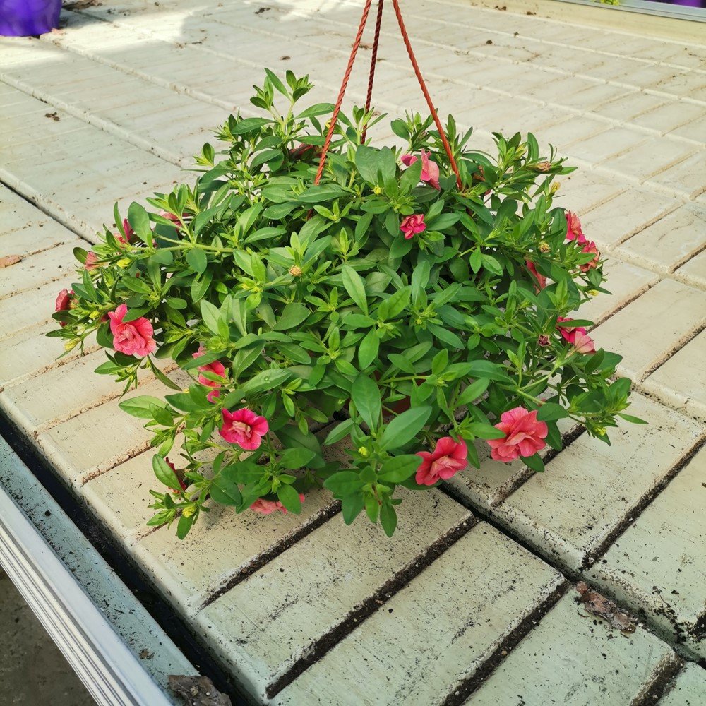 Vienmetė gėlė, Surfinija smulkiažiedė, pakabinamame vazonėlyje, vazonėlio skersmuo 15 cm.