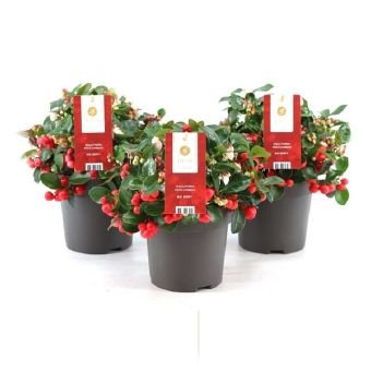 Šliaužiantis augalas, bruknuolė "Big Berry", vazonėlio skersmuo 12 cm.