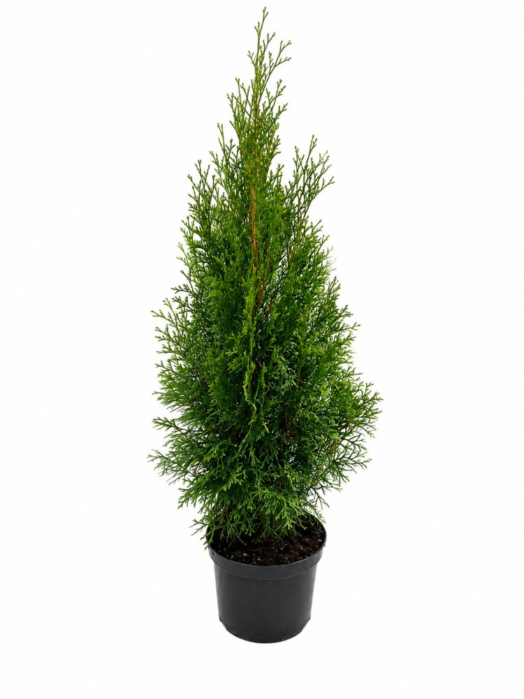 Spygliuotis, vakarinė tuja "Smaragd",  PREMIUM,  aukštis 60-70 cm., vazonas 3 l.