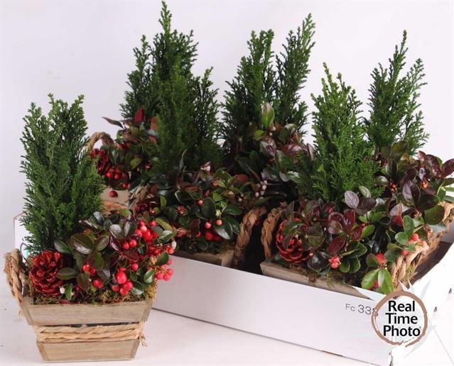 Kalėdinė kambarinių augalų kompozicija, vazonėlio skersmuo 15 cm.