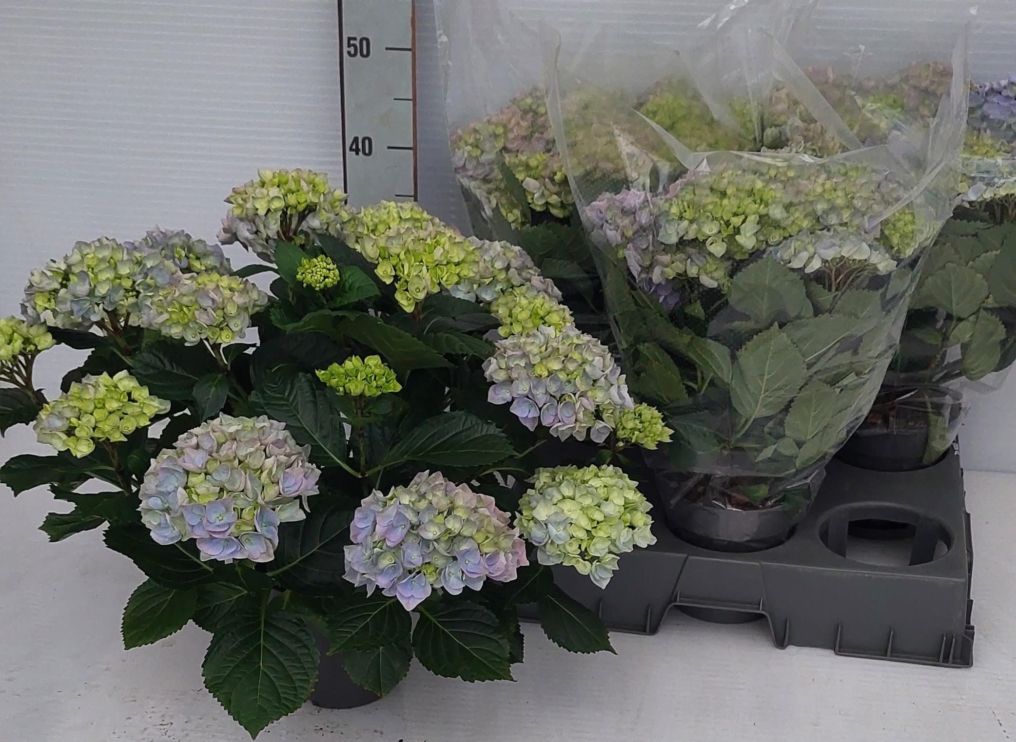 Dekoratyvinis krūmas, hortenzija didžialapė "Hi River", vazonėlio skersmuo 15 cm.