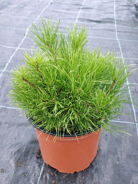 Spygliuotis, kalninė pušis "var. Mughus", vazonas 3 l.