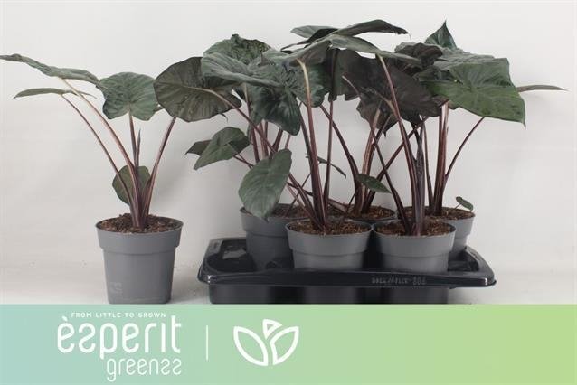 Kambarinis augalas, alokazija "Yucatan Princess", vazonėlio skersmuo 17 cm.