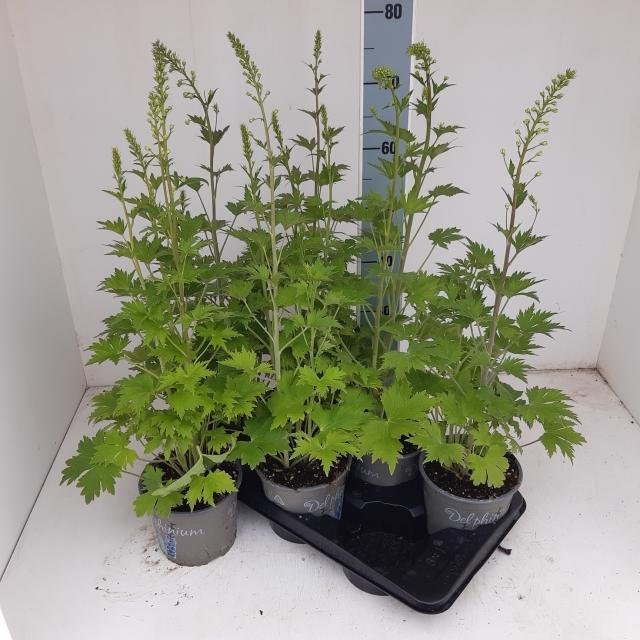 Daugiametė gėlė, pentinius "Mag Fountain", vazonėlio skersmuo 17 cm.