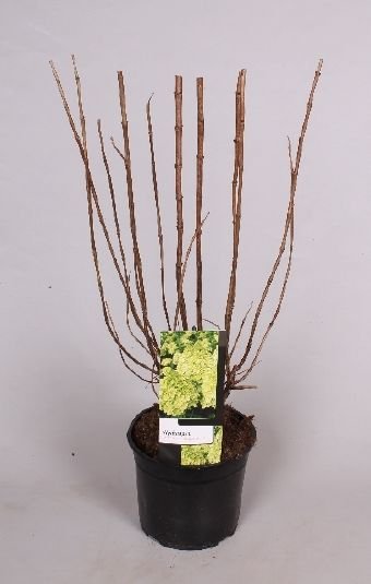 Dekoratyvinis krūmas, hortenzija šluotelinė "Hercules", vazonėlio skersmuo 19 cm.