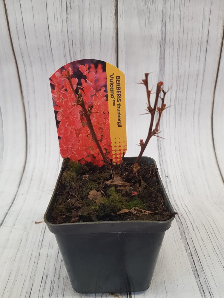 Dekoratyvinis krūmas, raugerškis tunbergo "Vulkano", vazonėlio skersmuo 9 cm.