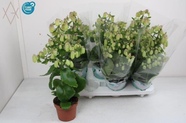 Kambarinis augalas, kalankė "Magic Bell", vazonėlio skersmuo 14 cm.