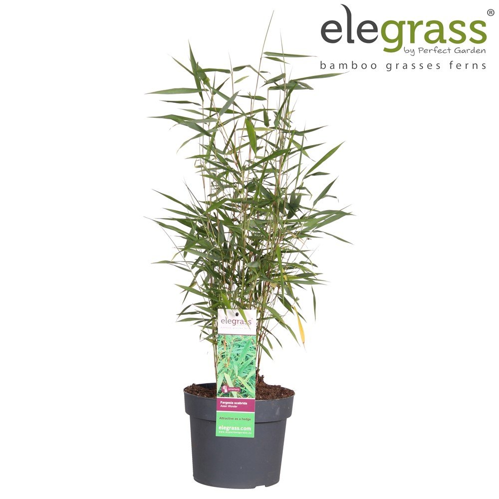 Žolinis augalas, skėtinis bambukaitis, vazonėlio skersmuo 19 cm.