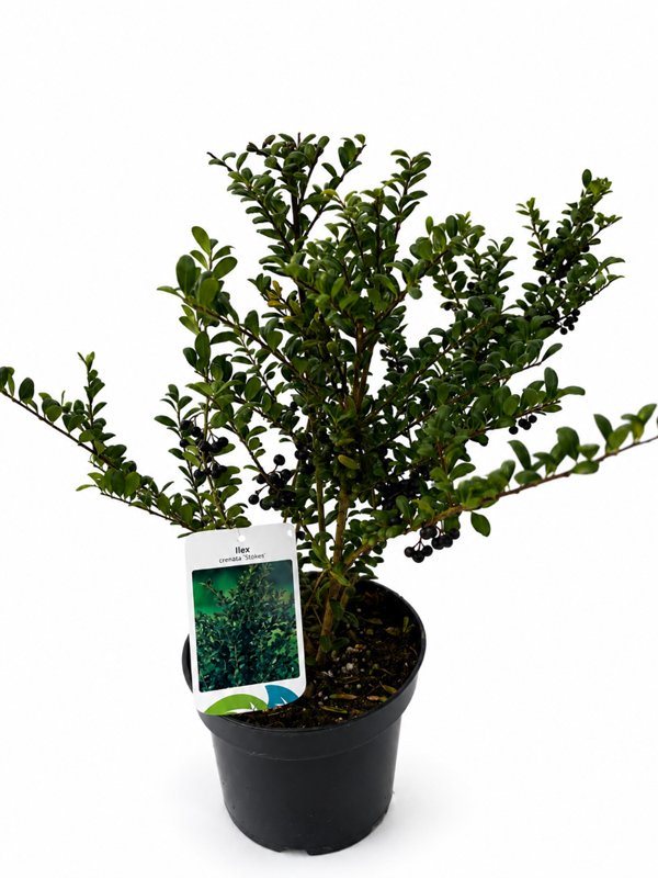 Dekoratyvinis krūmas, bugienis rinčiuotasis "Stokes", vazonas 2 l.
