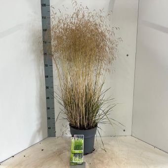 Žolinis augalas, kupstinė šluotsmilgė "Tradiflora", vazonėlio skersmuo 23 cm.