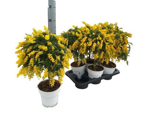 Dekoratyvinis krūmas, raipstas šluotinis, vazonėlio skersmuo 17 cm.