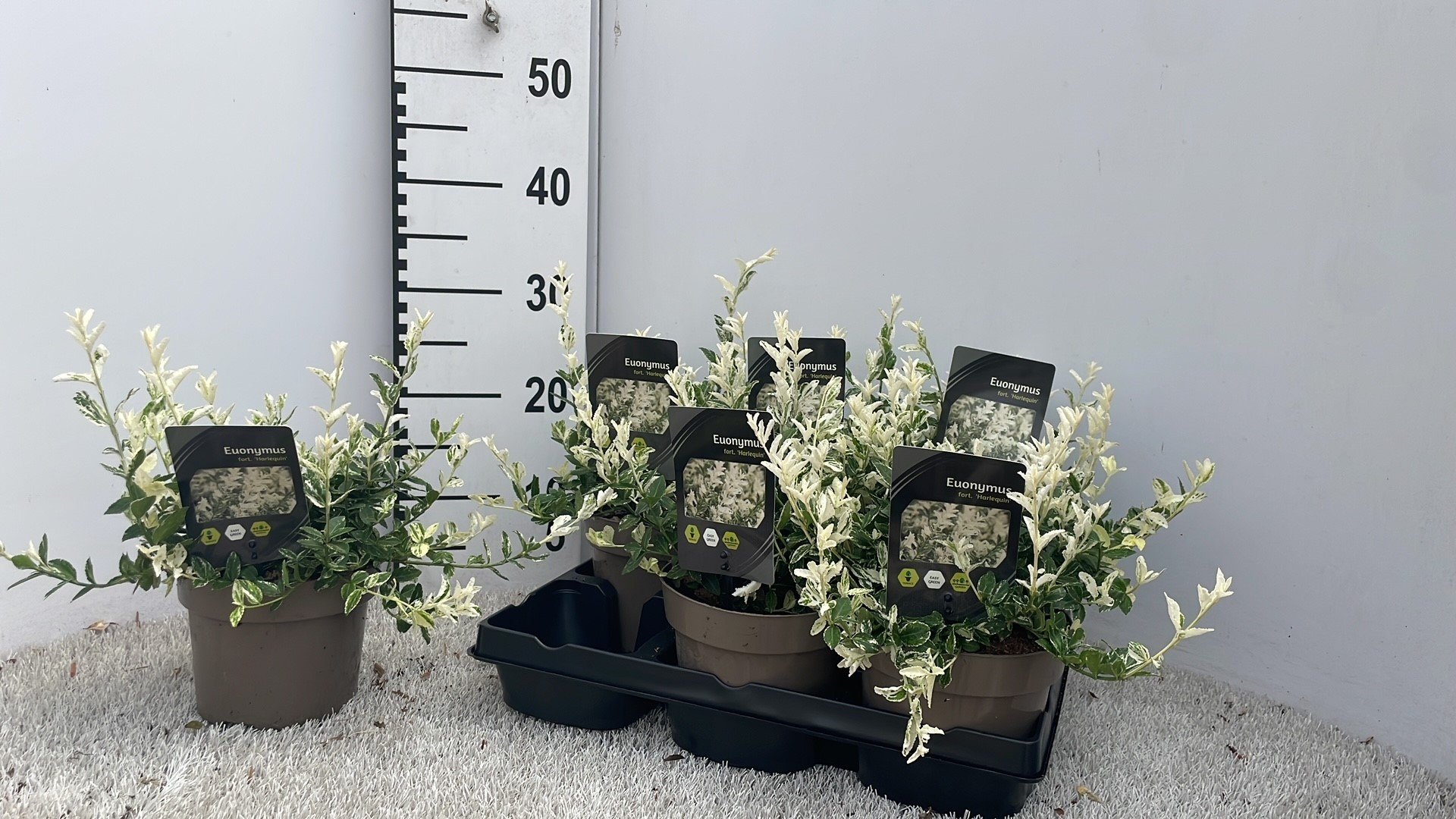 Dekoratyvinis krūmas, ožekšnis "Harlequi", vazonėlio skersmuo 15 cm.