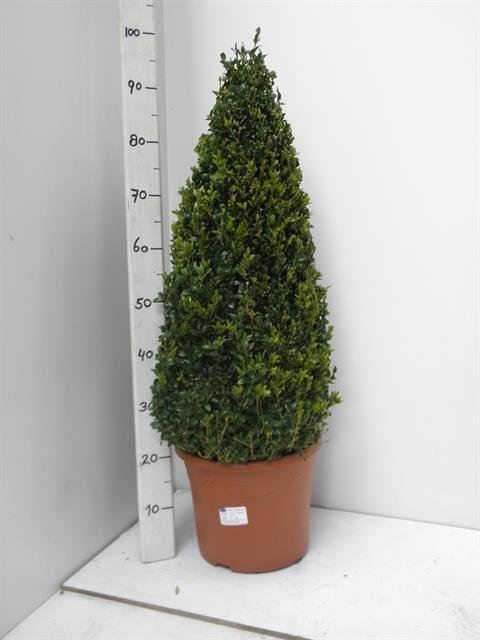 Dekoratyvinis krūmas, buksmedis, piramidės formos, vazono skersmuo 29 cm.