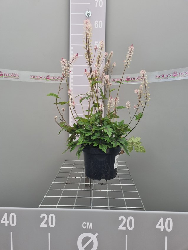 Daugiametė gėlė, tiarelė "Angel Wings", vazonas 2 l.