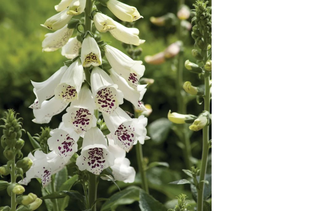 Daugiametė gėlė, rusmenė "Dalmatian White", vazonėlio skersmuo 19 cm.