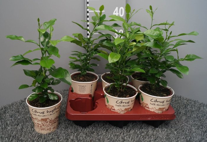 Kambarinis augalas, citrinmedis vėlyvasis, vazonėlio skersmuo 12 cm.