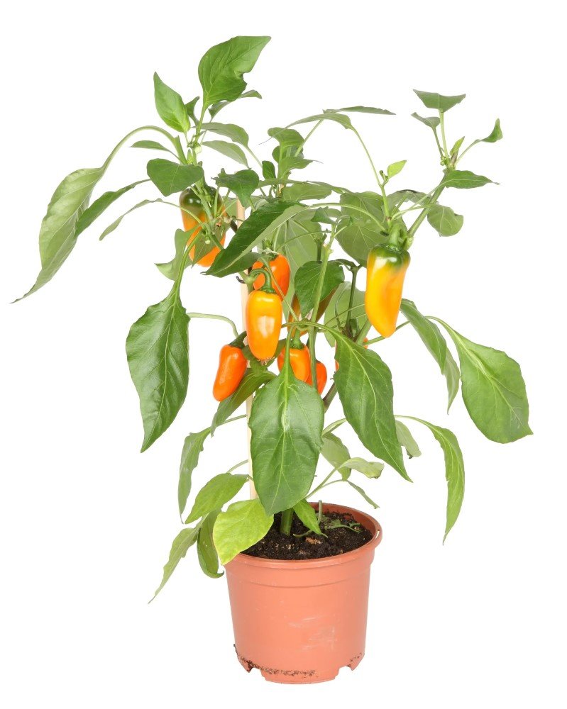 Daržovių sodinukai, paprika "Mimi Orange", oranžinė, saldi, vazonėlio skersmuo 10 cm.