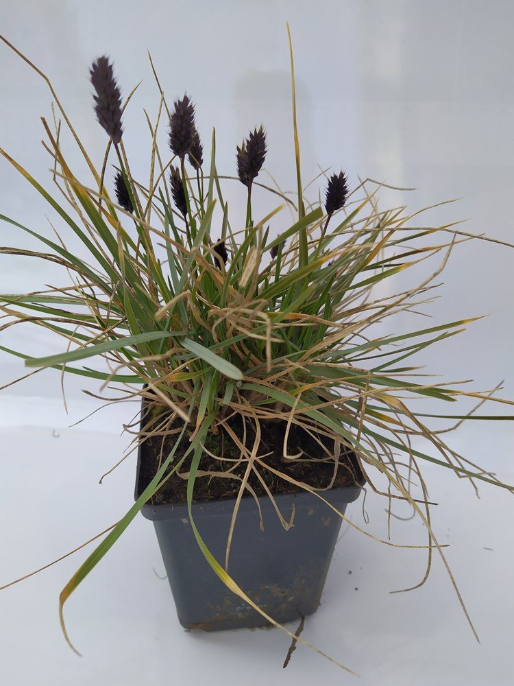 Žolinis augalas, mėlitas, vazonėlio skersmuo 11 cm.