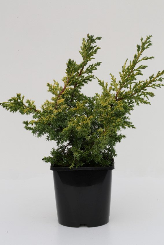 Spygliuotis, kadagys kininis "Goldfern", vazonėlio skersmuo 23 cm.