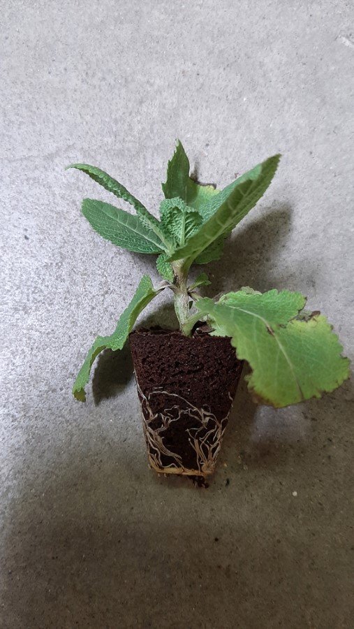 Gėlių daigelis, šalavijas gojinis "Caradonna Compacta", 1vnt.