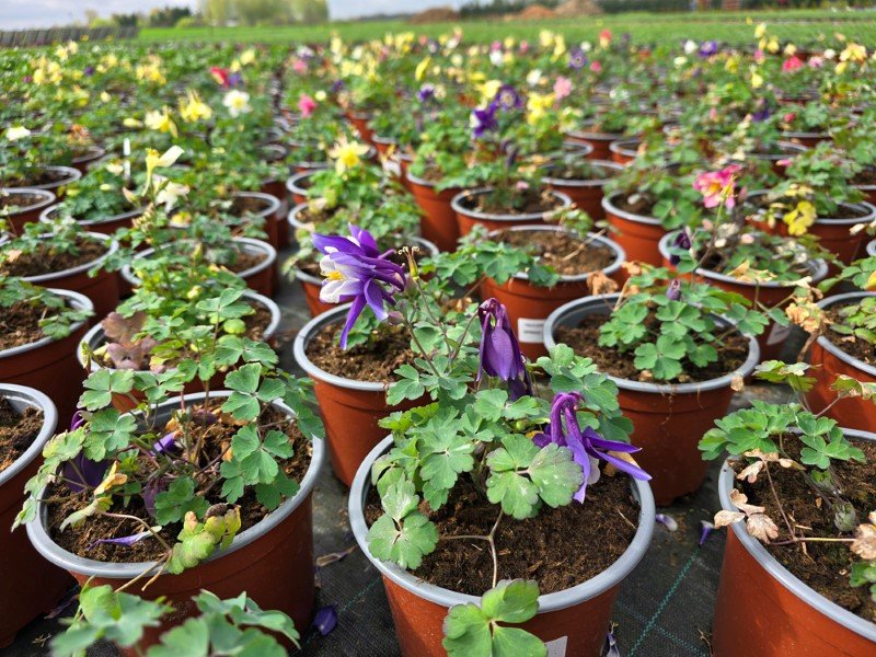 Daugiametė gėlė, sinavadas, vazonėlio skersmuo 15 cm.