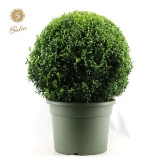 Dekoratyvinis krūmas, paprastasis buksmedis, apvalus, vazonėlio skersmuo 40 cm.