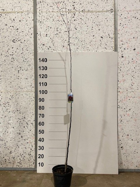 Dekoratyvinis medis, obelis "Nicoline", dekoratyvinė, vazonėlio skersmuo 21 cm.