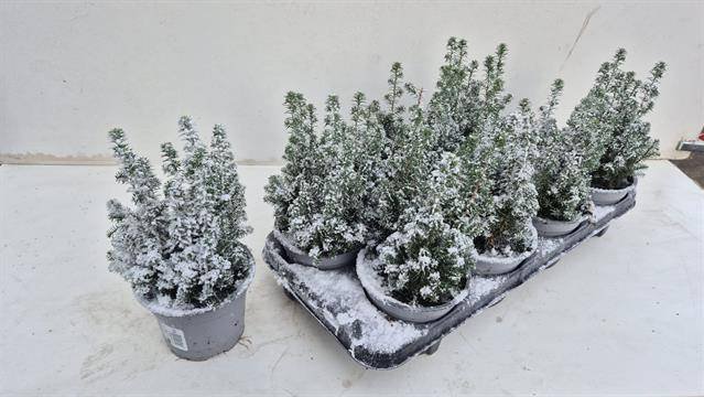 Spygliuotis, puskiparisis "Top Point", vazonėlio skersmuo 13 cm.