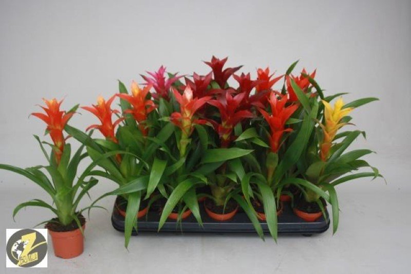 Kambarinis augalas, guzmanija, vazonėlio skersmuo 9 cm.