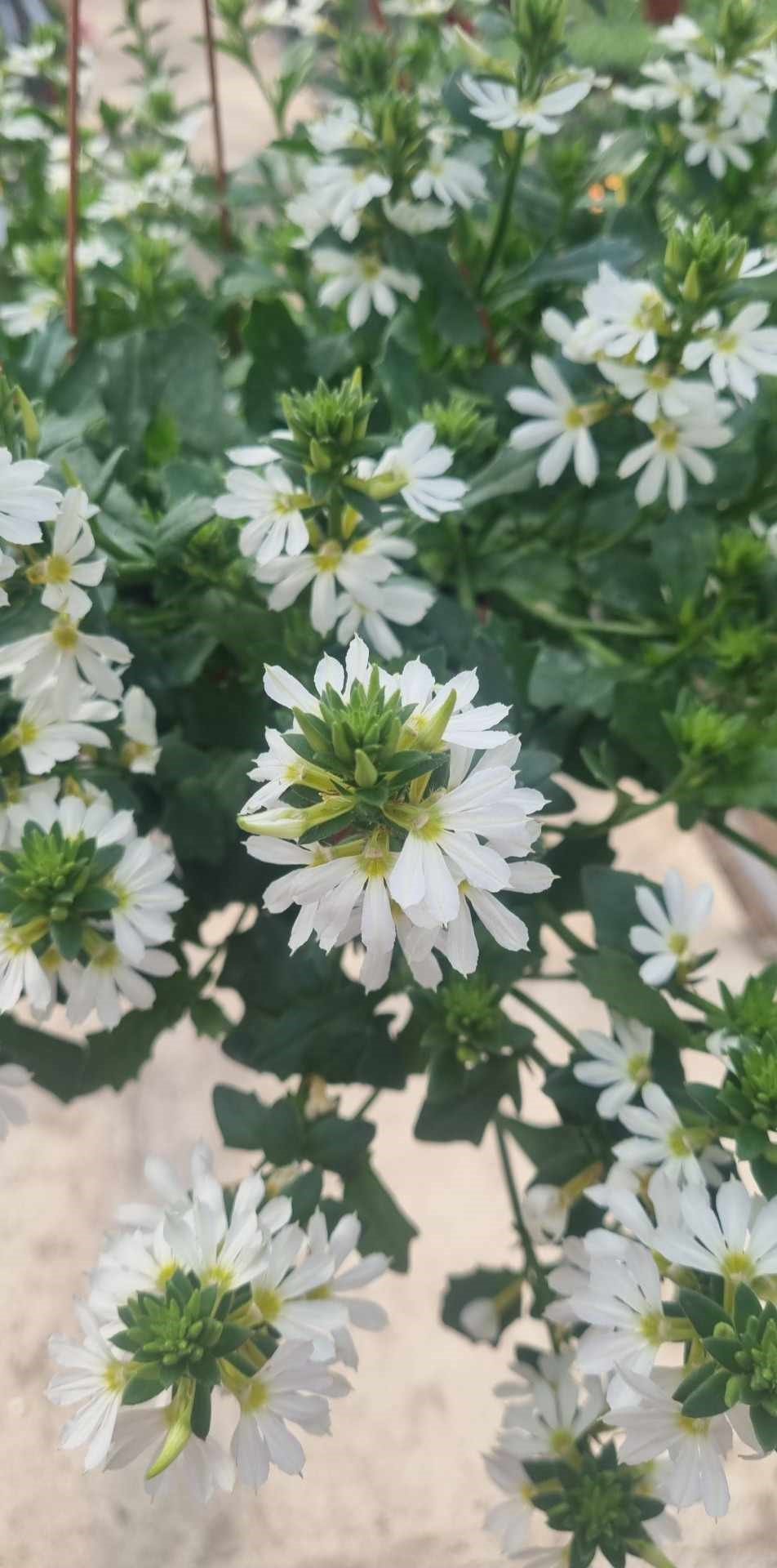 Vienmetė gėlė, skeptrenė, pakabinama, vazonėlio skersmuo 19 cm.